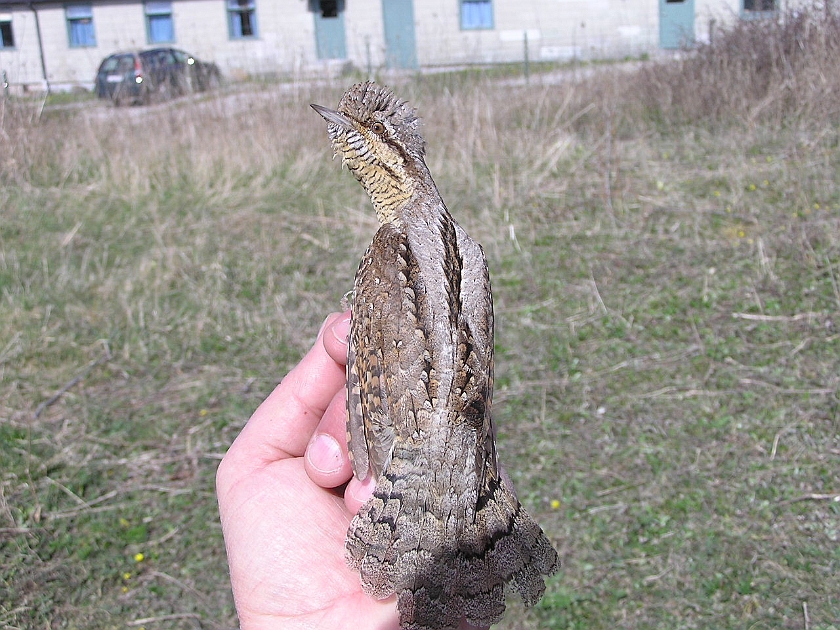 Eurasian Wryneck, Sundre 20050512